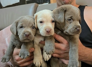 Reinrassige Labrador Welpen mit Ahnentafel