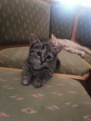 Süße Kitten suchen liebevolles zu Hause 