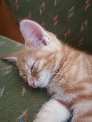 Roter kleiner Kater sucht neues zu Hause 