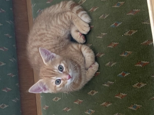 Süße Kitten suchen liebevolles zu Hause 