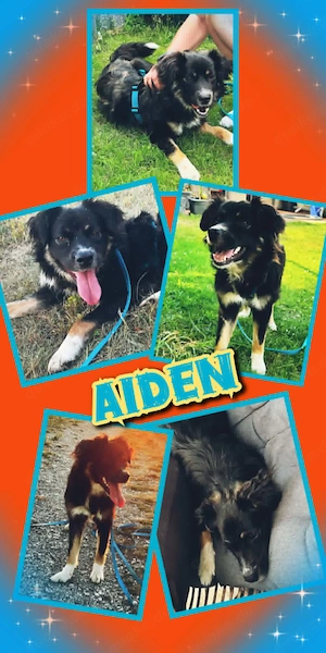 aktiver, junger, sportlicher, lieber Rüde "Aiden" sucht ein Zuhause