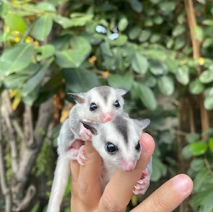 Zwei Platinum Mosaik Kurzkopfgleiter suchen ihre Menschen (sugar glider)