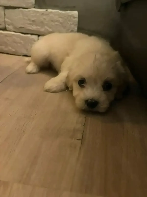 Malteser Welpen