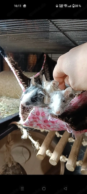 Drei tolle Degu Jungs in liebevolle Hände zu vermitteln 