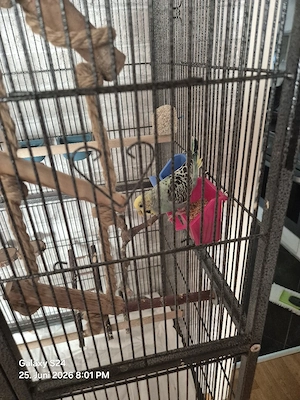 3 Wellensittiche 