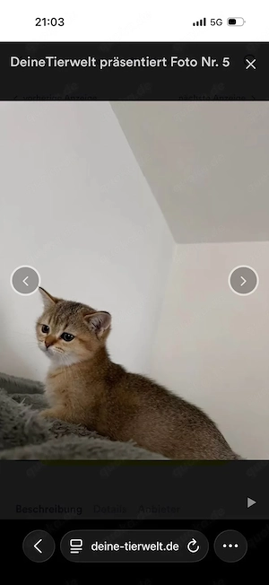 ab sofort abgabe bereit noch 2 reinrassige bkh kitten 