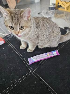 ab sofort abgabe bereit noch 2 reinrassige bkh kitten 