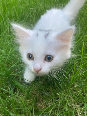 Wunderschöne weiße süße Kitten (BKH BLH mix)