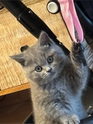 Bkh kitte 
