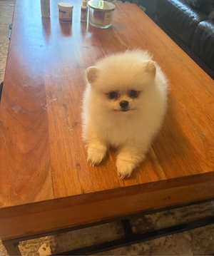 Zwergspitz (Pomeranian) Welpen aus liebevoller Familienaufzucht