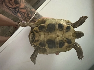 landschildkröte