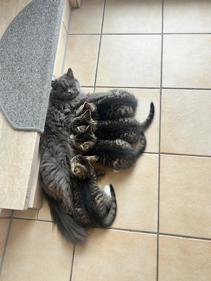 Zwei Kitten Suchen neues Zuhause