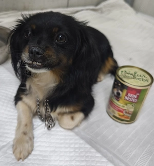 Mini Pekinese Hündin 3kg 10.7 Ausreise nach Adoption 