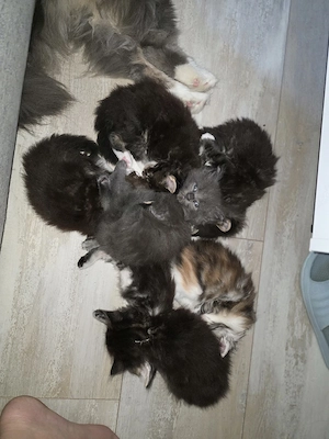 Maine Coon Kitten