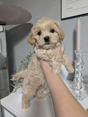 Zuckersüße Maltipoo-Welpen