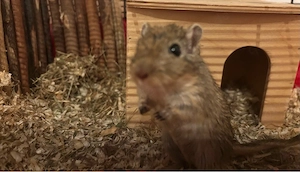 Mongolische Wüstenrennmaus sucht ein neues Zuhause 