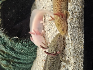 7 Axolotl mit Aquarium usw