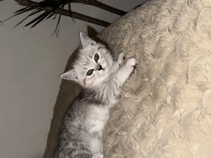 BKH Katze sucht liebevolles Zuhause