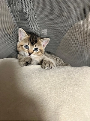 katzenbabays