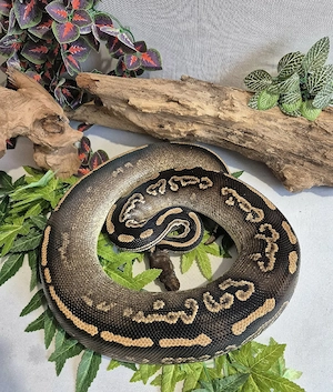 0.1 (Female) Königspython Black Pastel Mojave het Piebald
