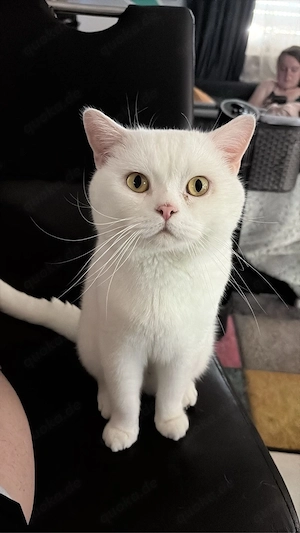 Britisch Kurzhaar Kater 