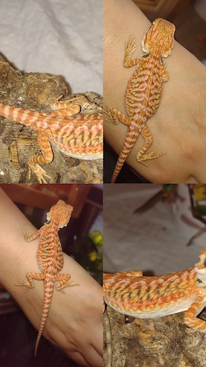 Wunderschöne Leatherback Bartagame (Tigerzeichnung) abzugeben Rot Linie:)