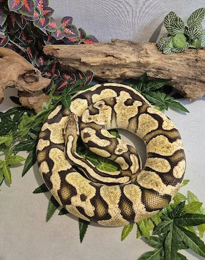 0.1 (Female) Königspython Pastel Fire Granit