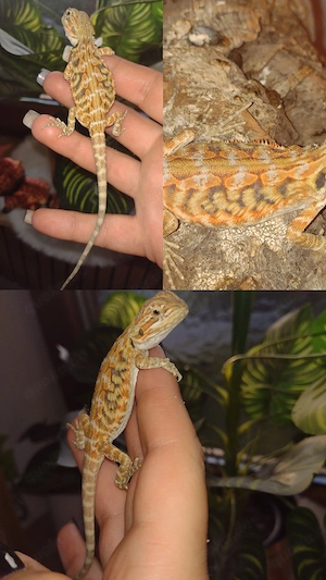 Wunderschöne Leatherback Bartagame (Citrus   Sandfarben mit Tigerzeichnung) abzugeben :)
