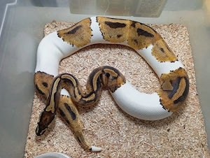 1.0 (Male) Königspython Piebald 66% het. Dessert Ghost