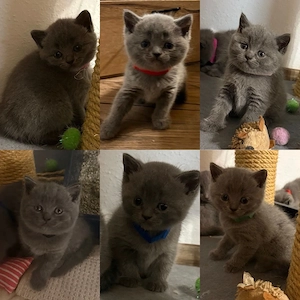 BKH Britisch Kurzhaar Kitten Blue W M 