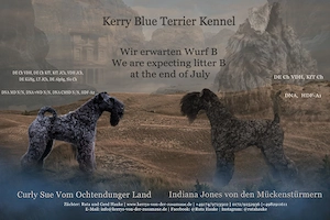  Kerry Blue Terrier Wurf-B kommt ca ab 29 Juli 2026