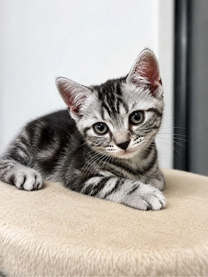 Britische Kurzhaar Kitten 