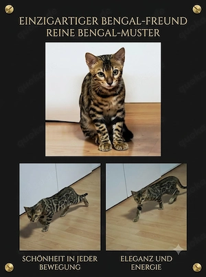 Bengal Kitten 