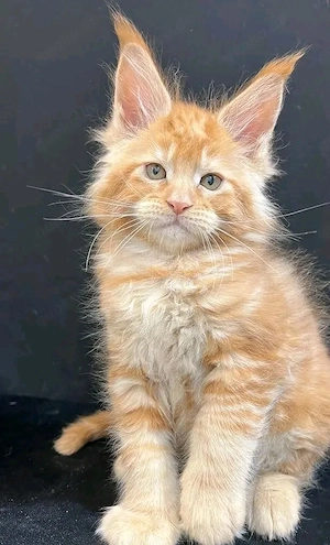 Gesunde, entwurmte Maine-Coon-Kätzchen
