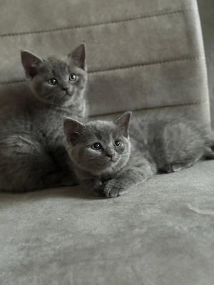 Britisch Kurzhaar Kitten