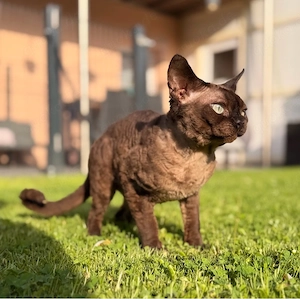 Devon Rex Deckkater lückenloses Stammbaum, Champion- Show- Linien, geimpft, gechippt, jung, kräftig 