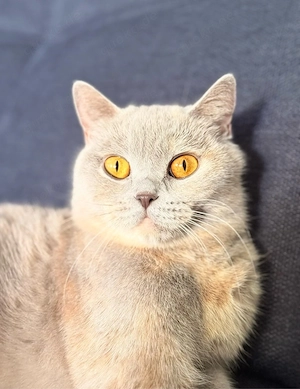 BKH Britisch Kurzhaar Katze
