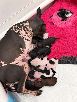 American Hairless Terrier Welpen