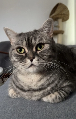 BKH Katze Nala