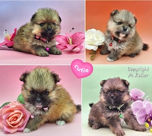 Süße Pomeranian Zwergspitz Welpen ( ähnlich Pomchi Chihuahua  )