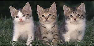 Kitten Süß