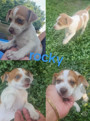 pinscher jack Russell welpen 