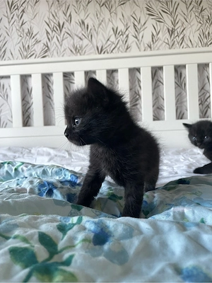schwarze Babykatzen