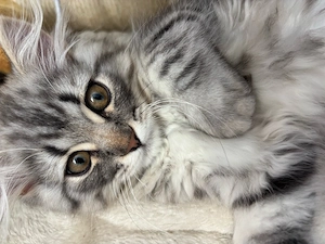 BKH Maine Coon mix