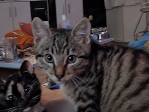 katzenbabys