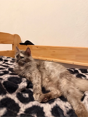 maine coon XXL katzen mädchen 