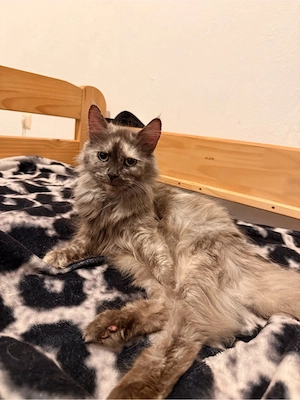 maine coon XXL katzen mädchen 