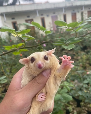 Standard Grey   Creamino, Erwachsene Kurzkopfgleiter(Sugar glider) abzugeben (Sugar glider)