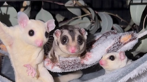 Sugar Glider: Drei seltene Schönheiten suchen ihr Zuhause für immer