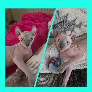 Sphynx Elf Kitten, mit Schnur und Tasthaaren 